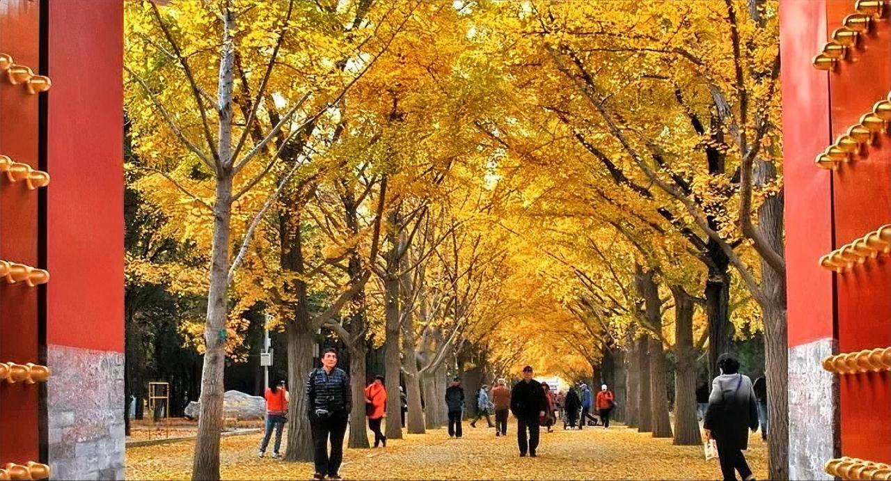 银杏叶落时，我在时间深处遇见你

清晨，踩着薄雾走进这条银杏长廊。初冬凉风一吹，