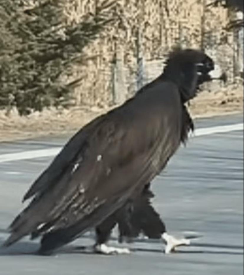 “神雕侠侣果然没骗人！”吉林珲春，一女子开车时突然看到前面有个黑乎乎的大鸟，停车