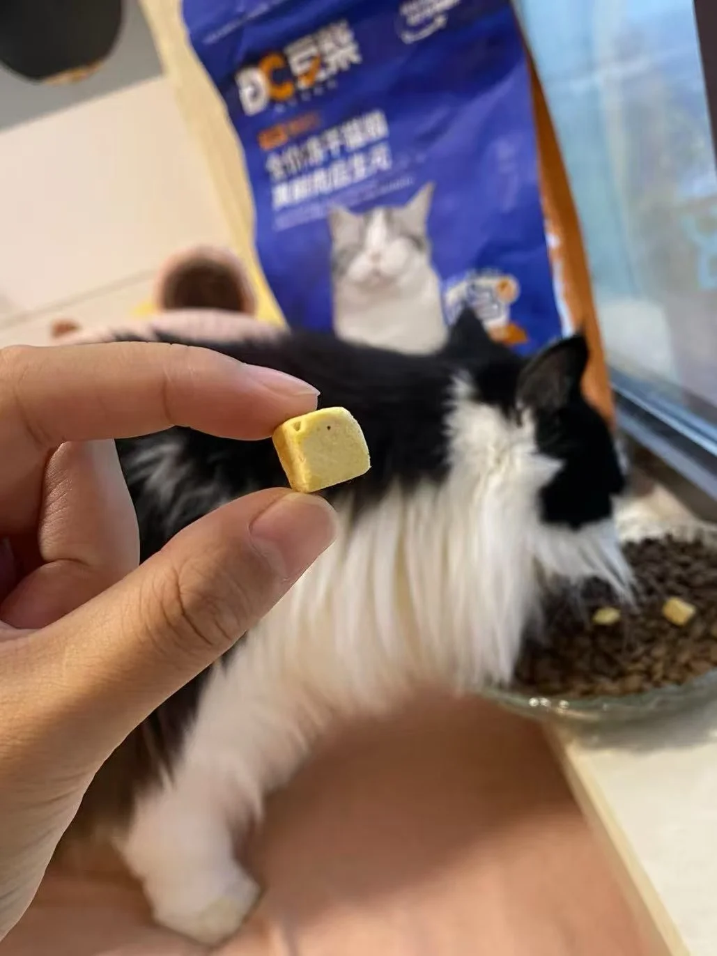救命🆘我好像发现了豆柴猫粮惊天大瓜 ！