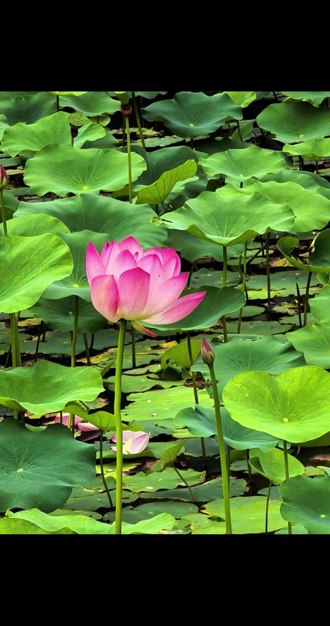 可怜落花扣玉枕  拂袖人还昏睡荷花池畔 荷花 夏日限定 inmyfeeling