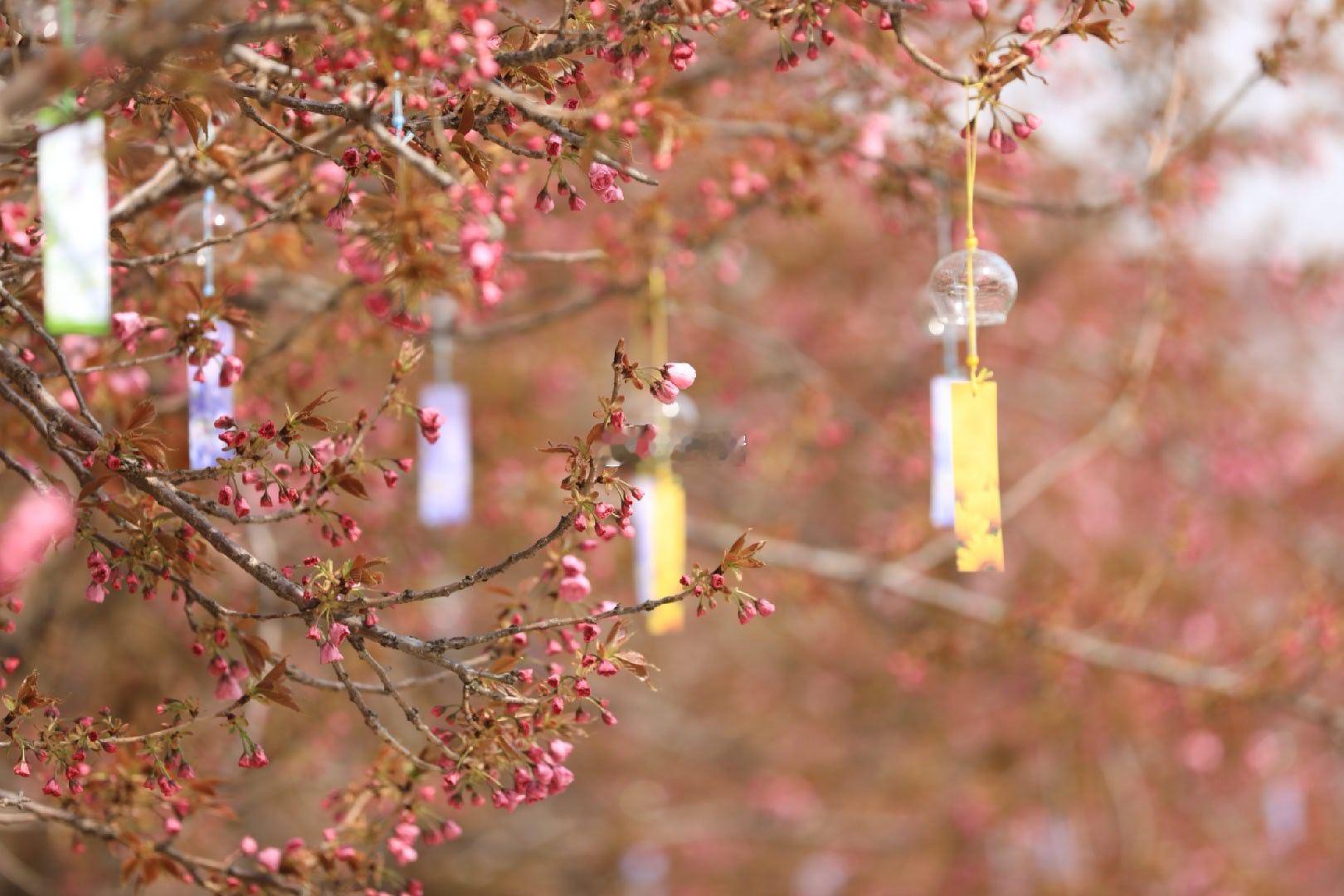 国际鲜花港郁金香文化节摄影 