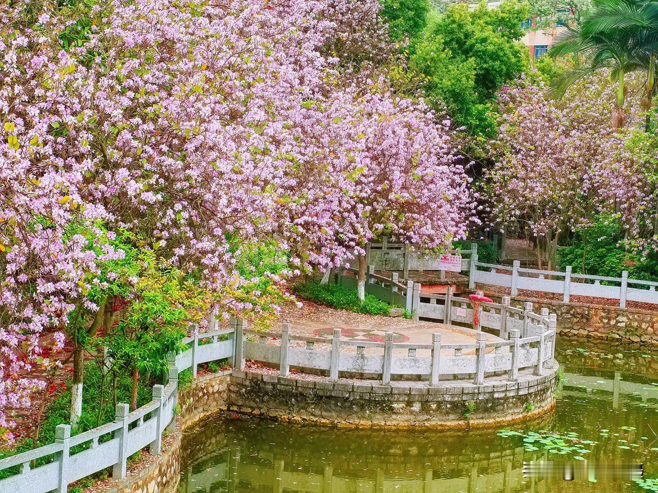 随手拍张照柳机生活区里的紫荆花美景。