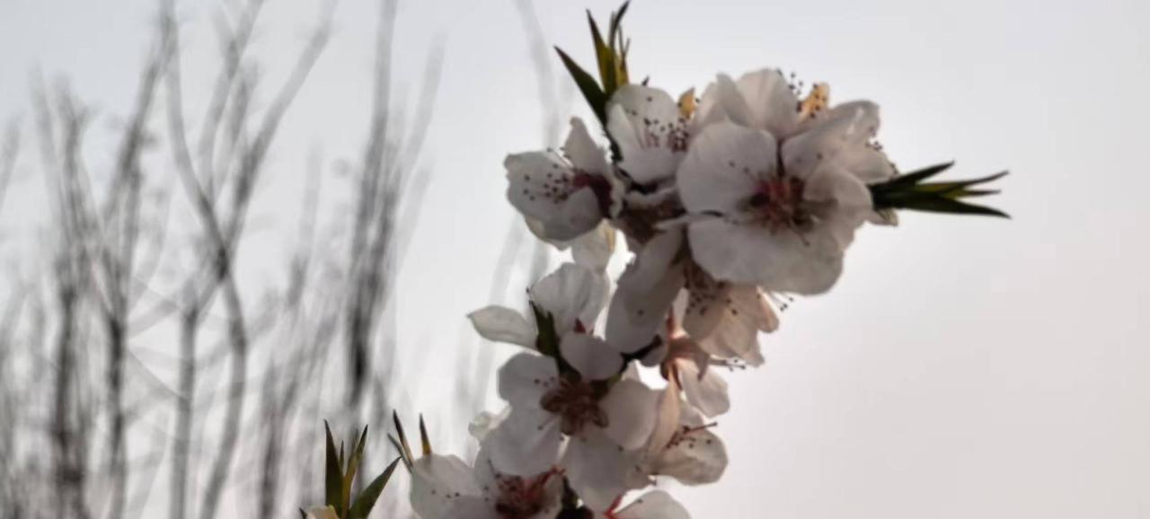 春雨坦途杏花开