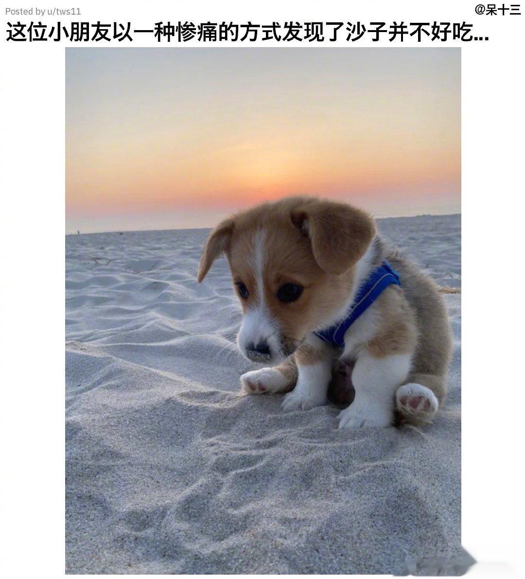 好委屈的崽，怎么会是这样子呢… ​​​