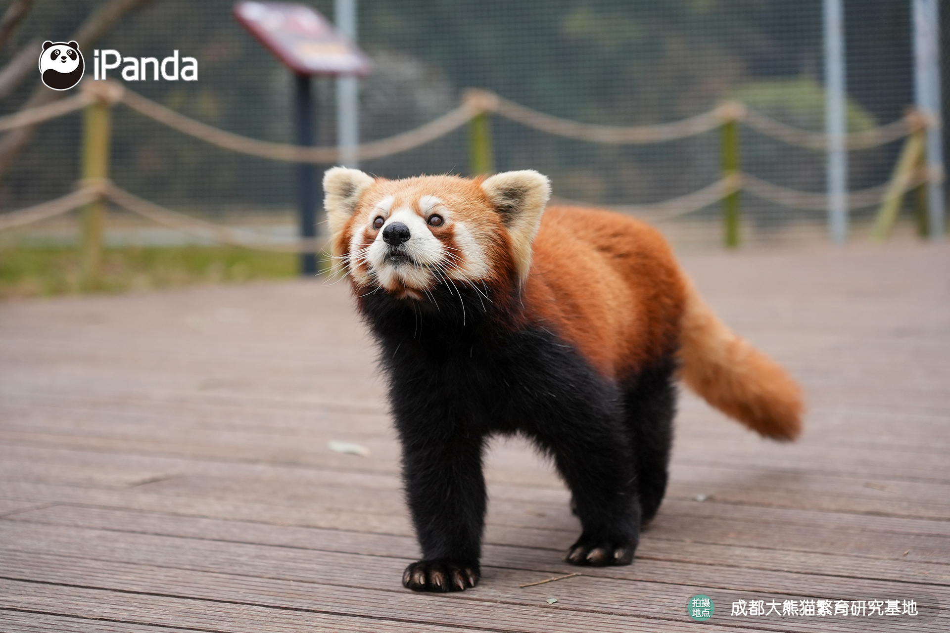 【小熊猫的治愈从早安开始🌟】🐼发言熊：小熊猫名熊名言：挺起胸膛，昂首阔步！哪