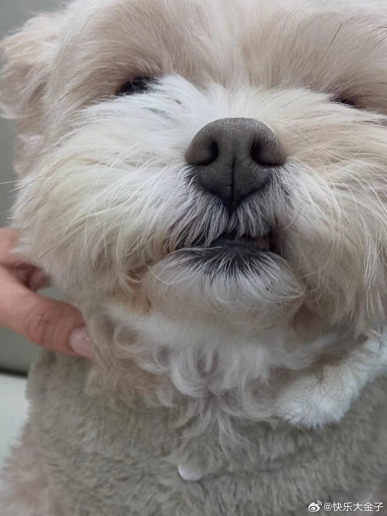 小狗这个应该是巧合啦，鼻头颜色和毛发曲直都不太像。