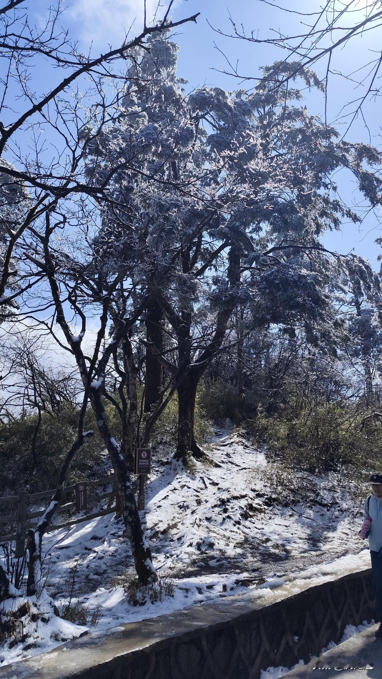 分享随手拍摄的树木和花草照片峨眉山上雪景美