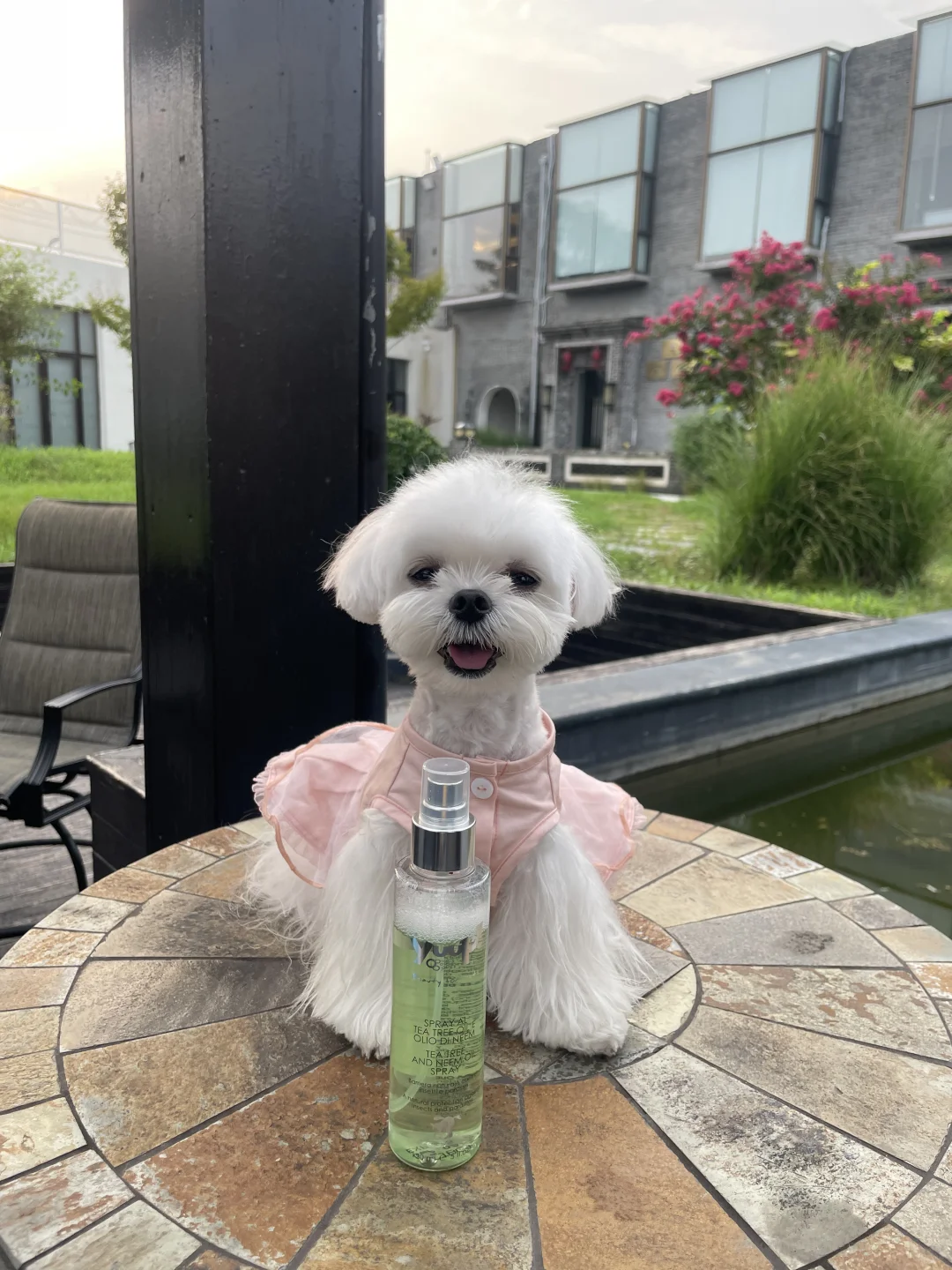 宠物驱虫喷雾最佳代言狗🐶 蚊子和蜱虫走开！