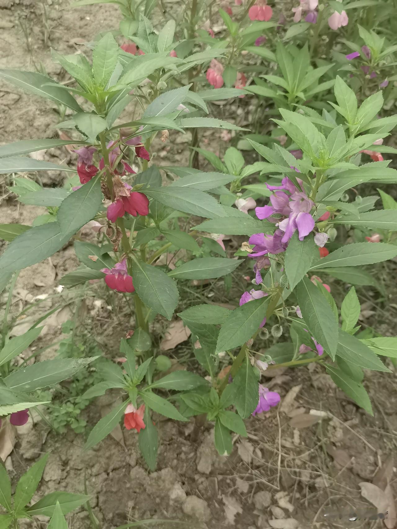 - 100厘米，茎直立粗壮。叶子互生，边缘有锐锯齿。花单生或簇生，有白、粉、紫等