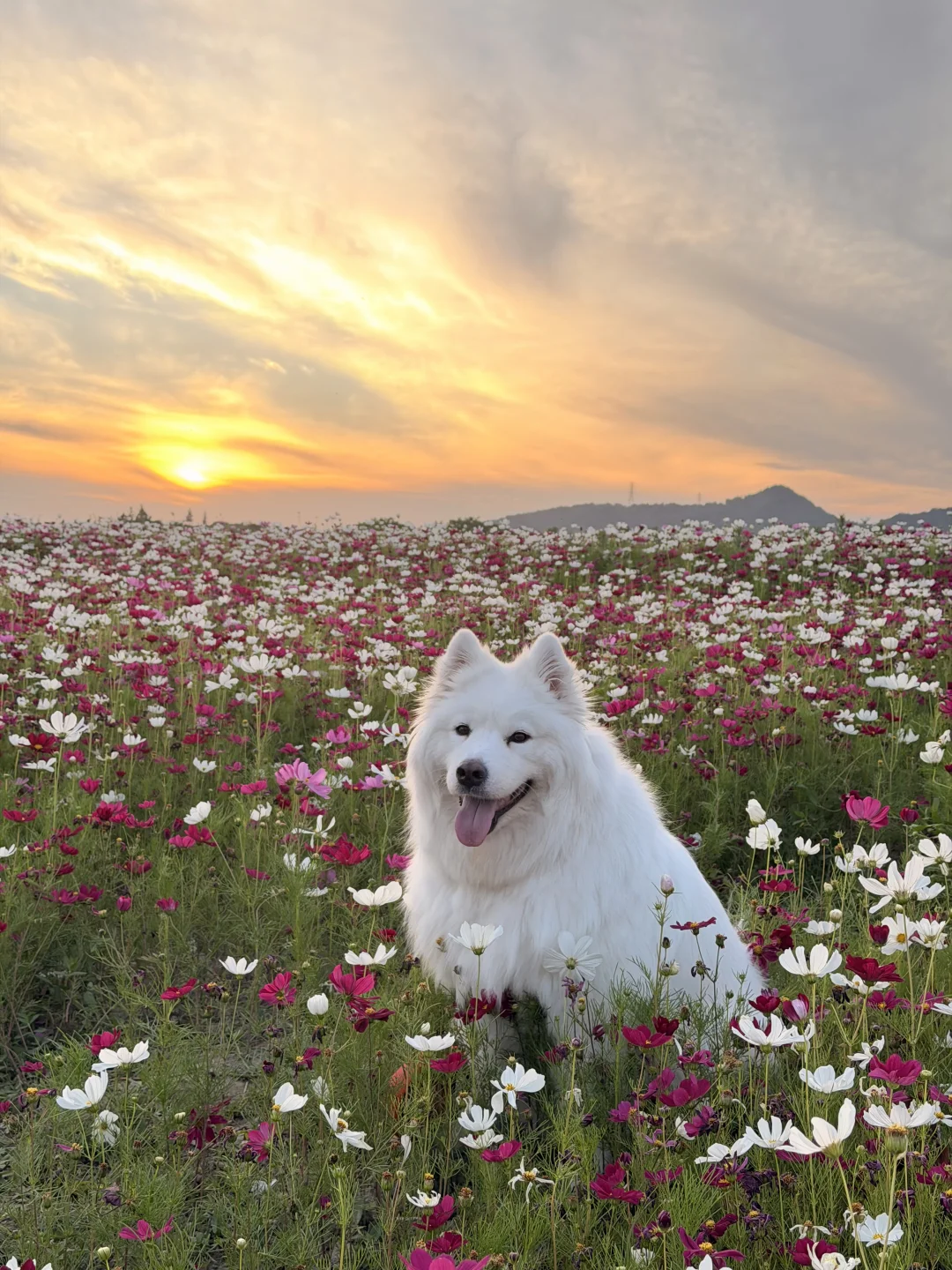 湘湖花海 带小狗拍绝美落日照