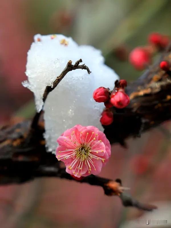 上联:雪吻梅花醉，
下联:霜匀枫叶莹。
友友请下联 友友请邀下联 友友请邀下联 