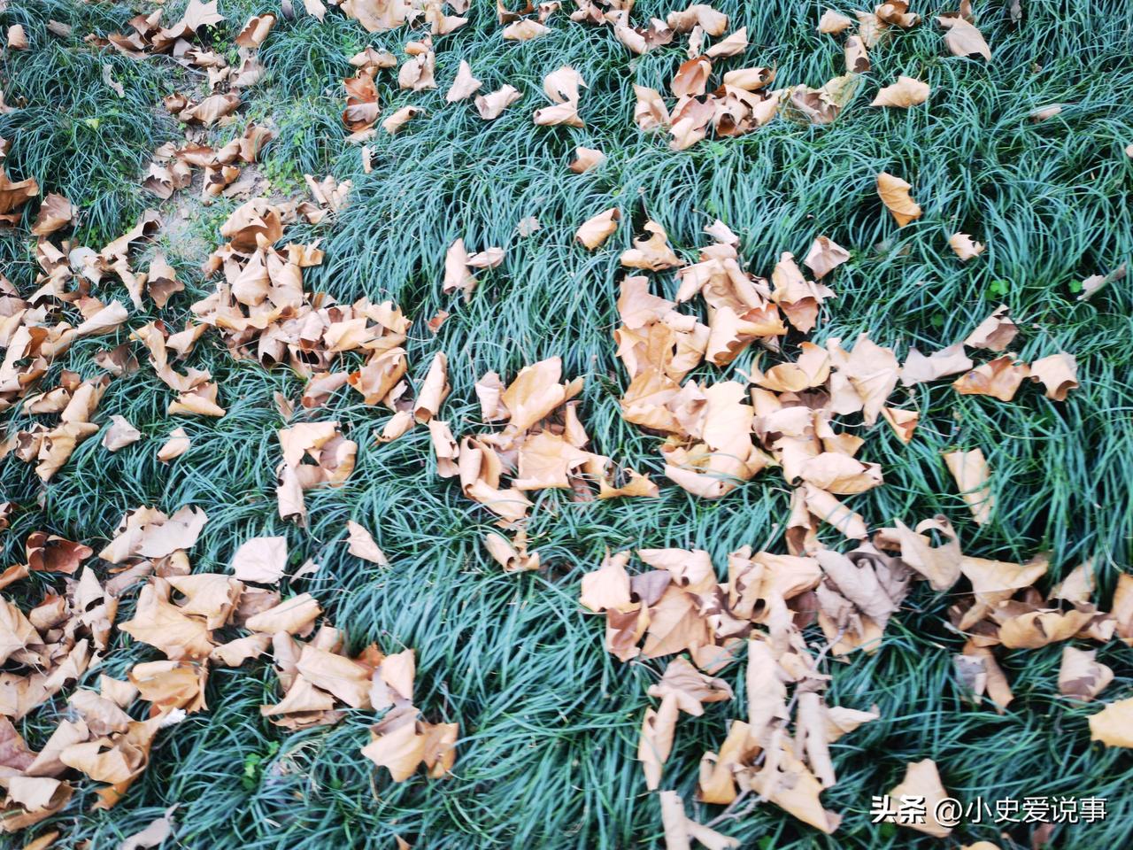 分享我这周有趣的事：重庆夏天都快要到了，草地上却满是落叶！