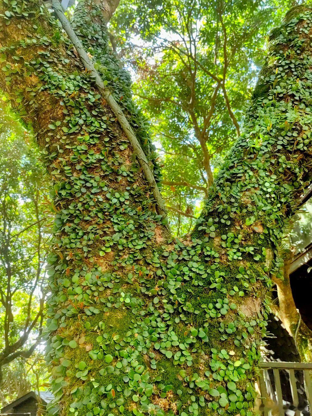 西藏松树顶开出杜鹃花大自然在70米高空藏着浪漫一棵三百岁的树已经足够让人敬畏，它