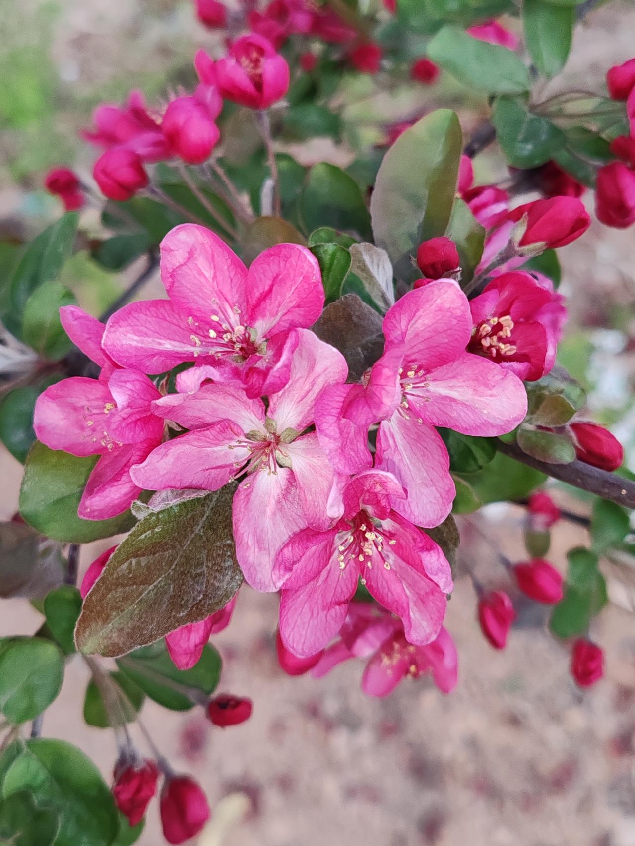 大哥问一问是应该的。你们若回去，人家好做你们回去的准备；你们若不回去，人家也能做