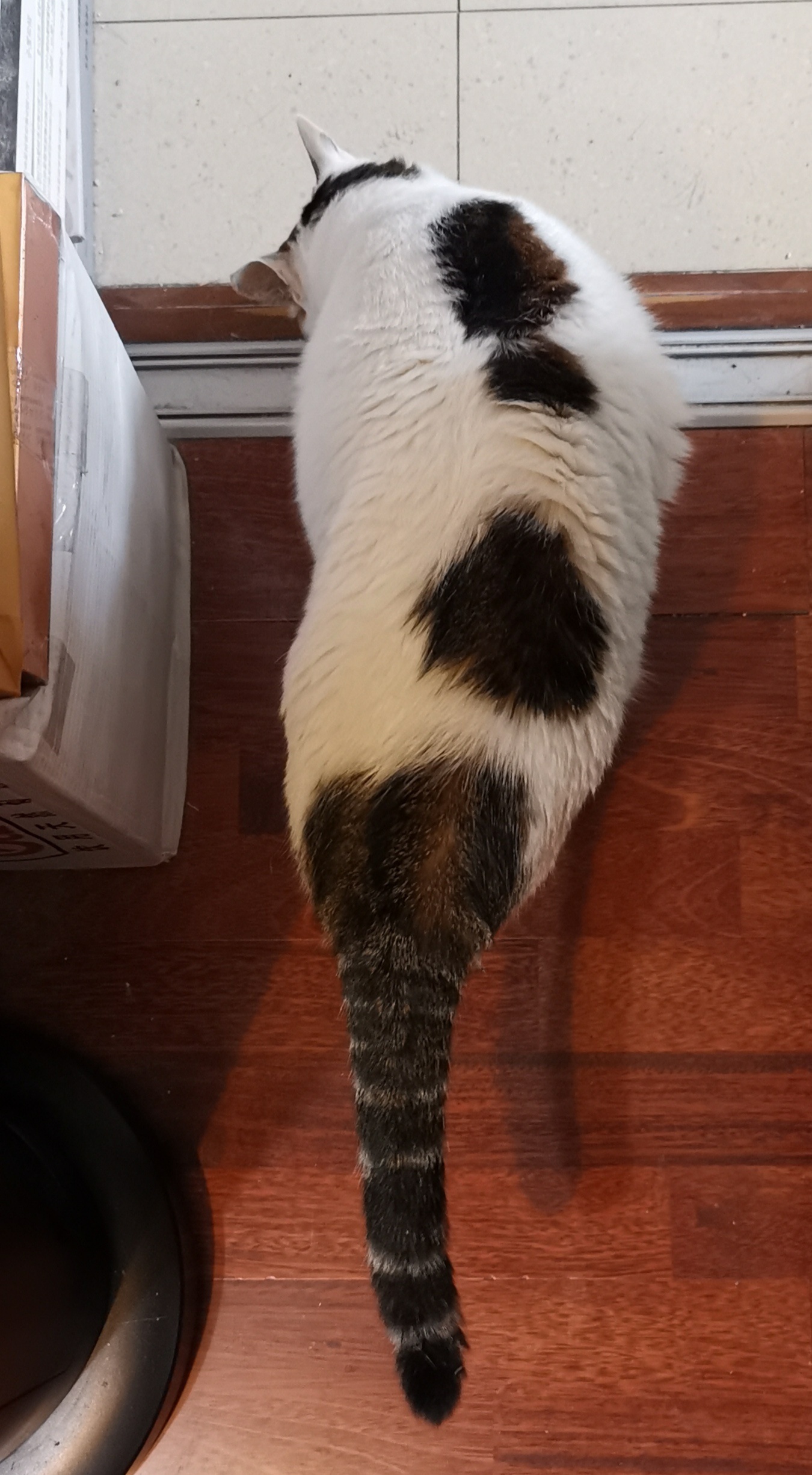 猫宁。今日多帅强弟。一日二猫，外猫名种怪样，中猫大桔。