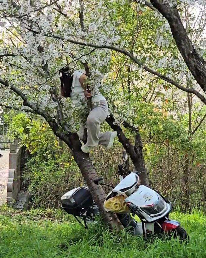 不堪重妇！！
二十年树龄的树啊！
 这人的大象腿比树干都粗！
心里没点数么？