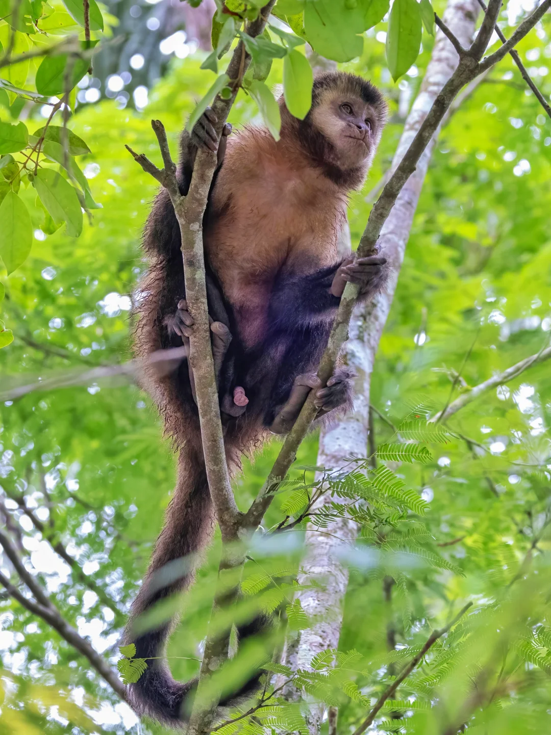 黑角悬猴的羞羞露出来了