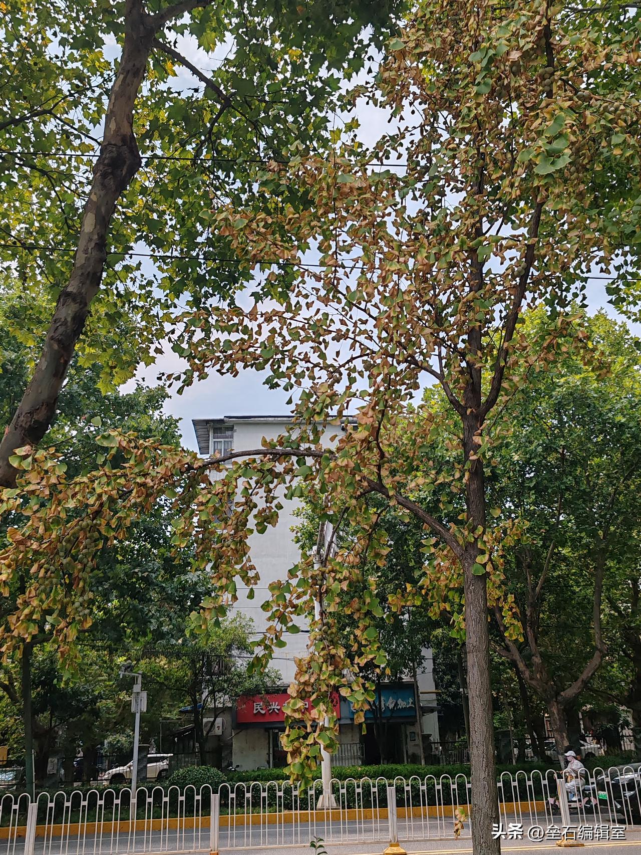 快来救救这些可爱的银杏树吧！🍎🇨🇳🍎
八月份至今40多天里武汉市基本上没