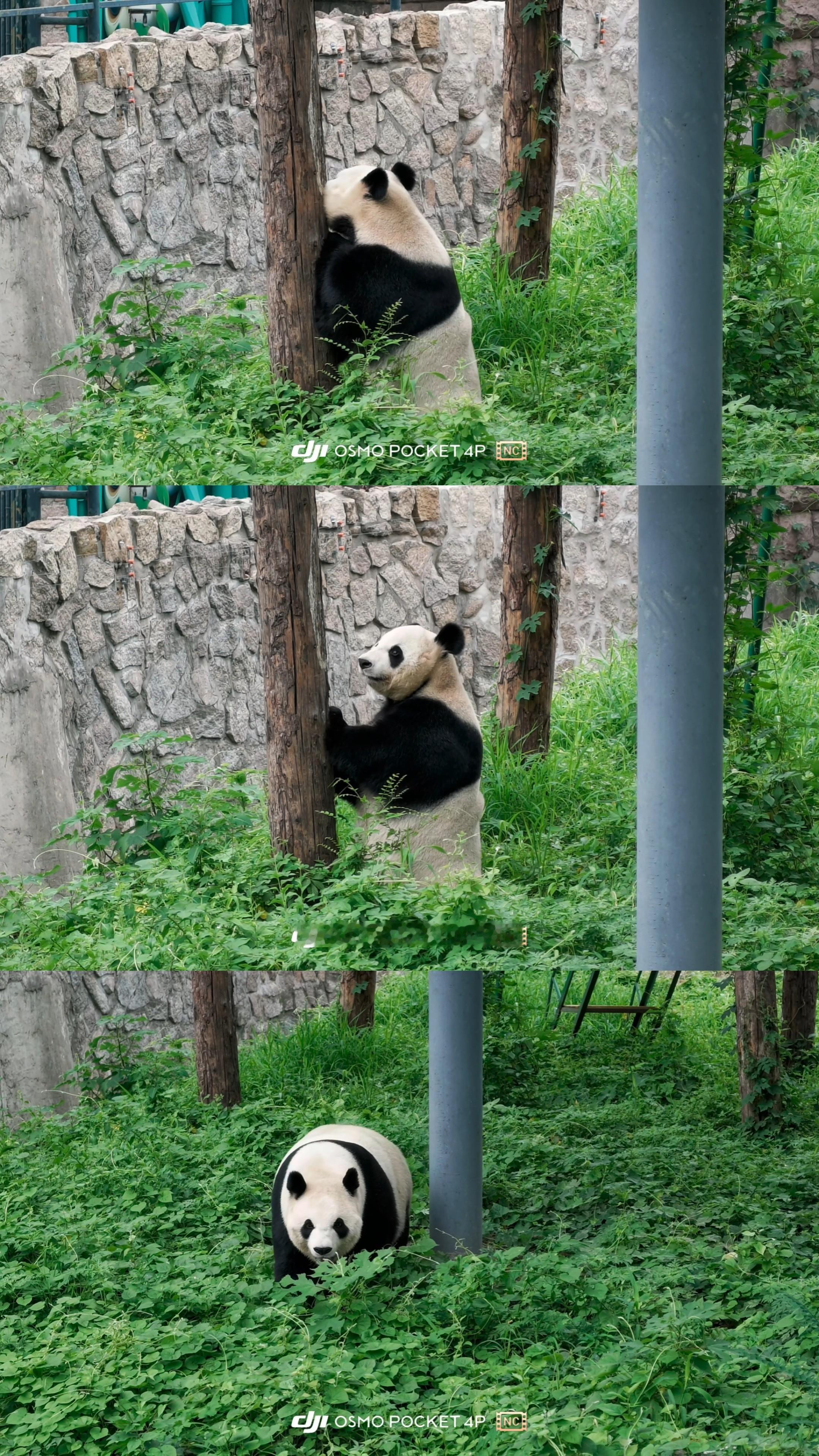 萌萌哒小笨猪看动物 大熊猫点点 北京·北京动物园