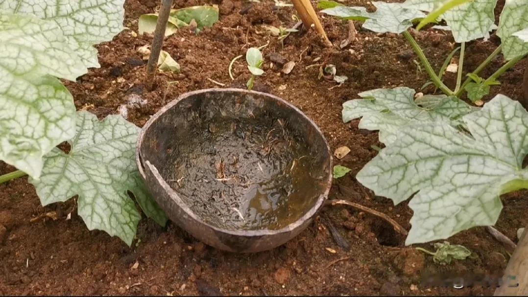 自己种菜吃可真不是件简单容易的一件事，10个人里头，妥妥的得有9个走了弯路踩了坑