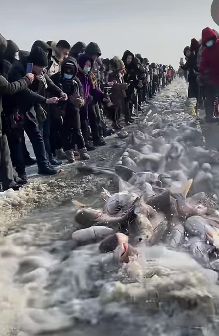 网友直播东北查干湖冬季捕鱼，这满满的一路鱼，跟玉米棒子似的。仿佛忽然之间，湖里面