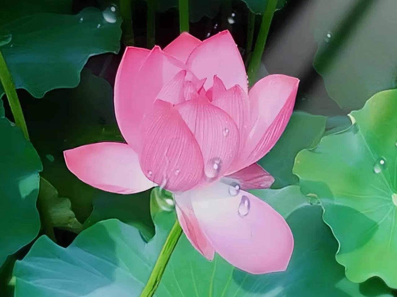 邀您续下联：
上联：静池莲影美如画，

上联：峻岭鹃花艳如锦，

下联：您随意…