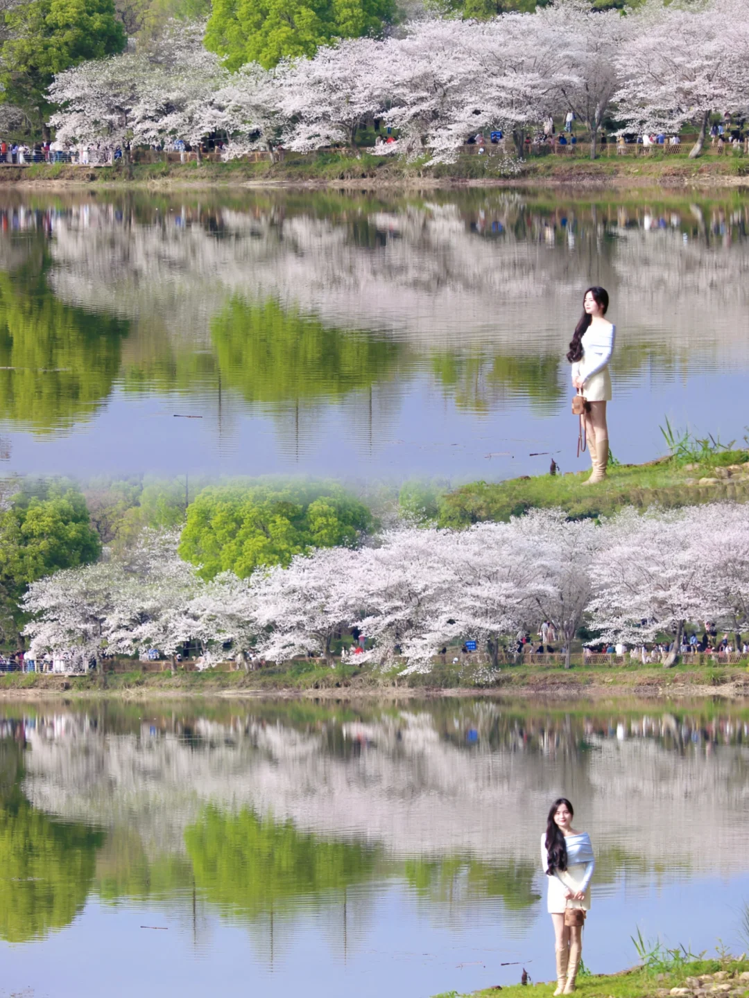 南昌市区的樱花开爆了！