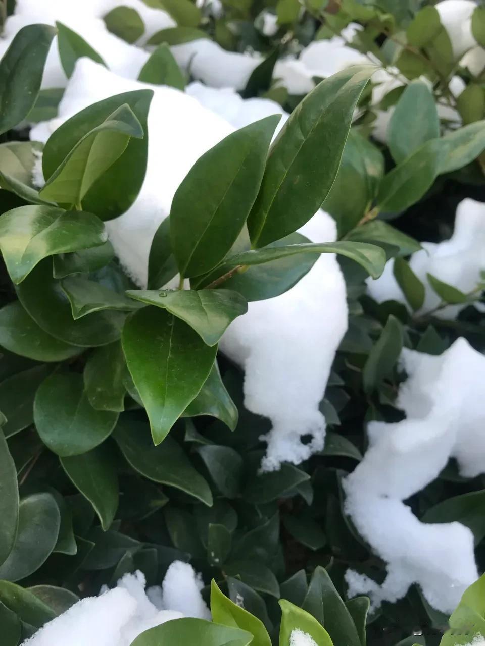 清平乐·初春雪影
寒云缥缈，
雪落春初晓。
瘦尽冬枝残梦绕，
添却几分幽悄。
风