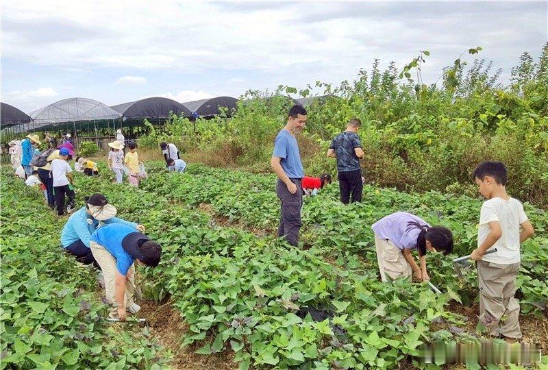 中秋假期结束了，孩子们在这个假期收获了什么？广州市区不少孩子们收获了田野丰收的美