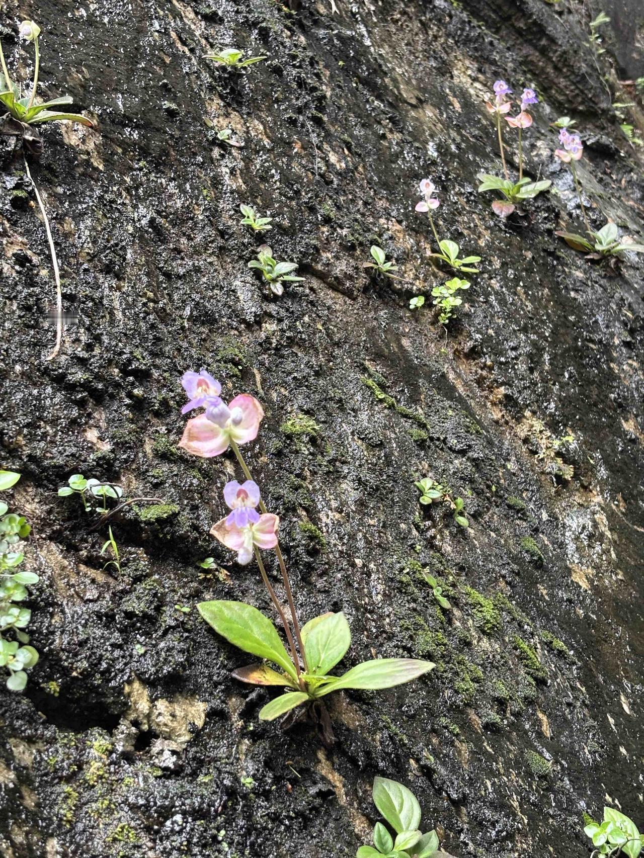 有没有漂亮的花朵图片吗这是很多人都没有见过的，我也是第一次见到这种花