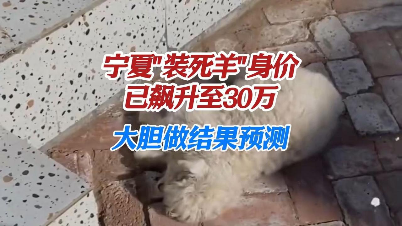 宁夏“装死羊”身价已飙升至30万

谁能想到，一只出生仅10天的小羊羔，凭“碰瓷