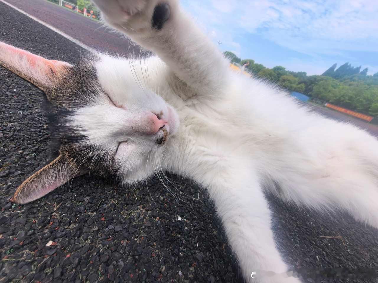 50347【丑猫】 