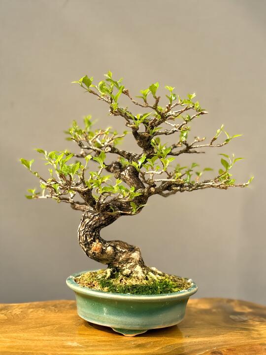 香枫