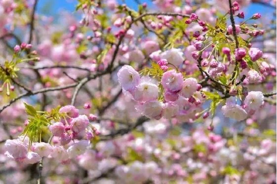 宁波春日花花樱花上线咯踏青赏樱，邂逅春天，赏樱出游正当时，与宁波相约，奔赴一场春