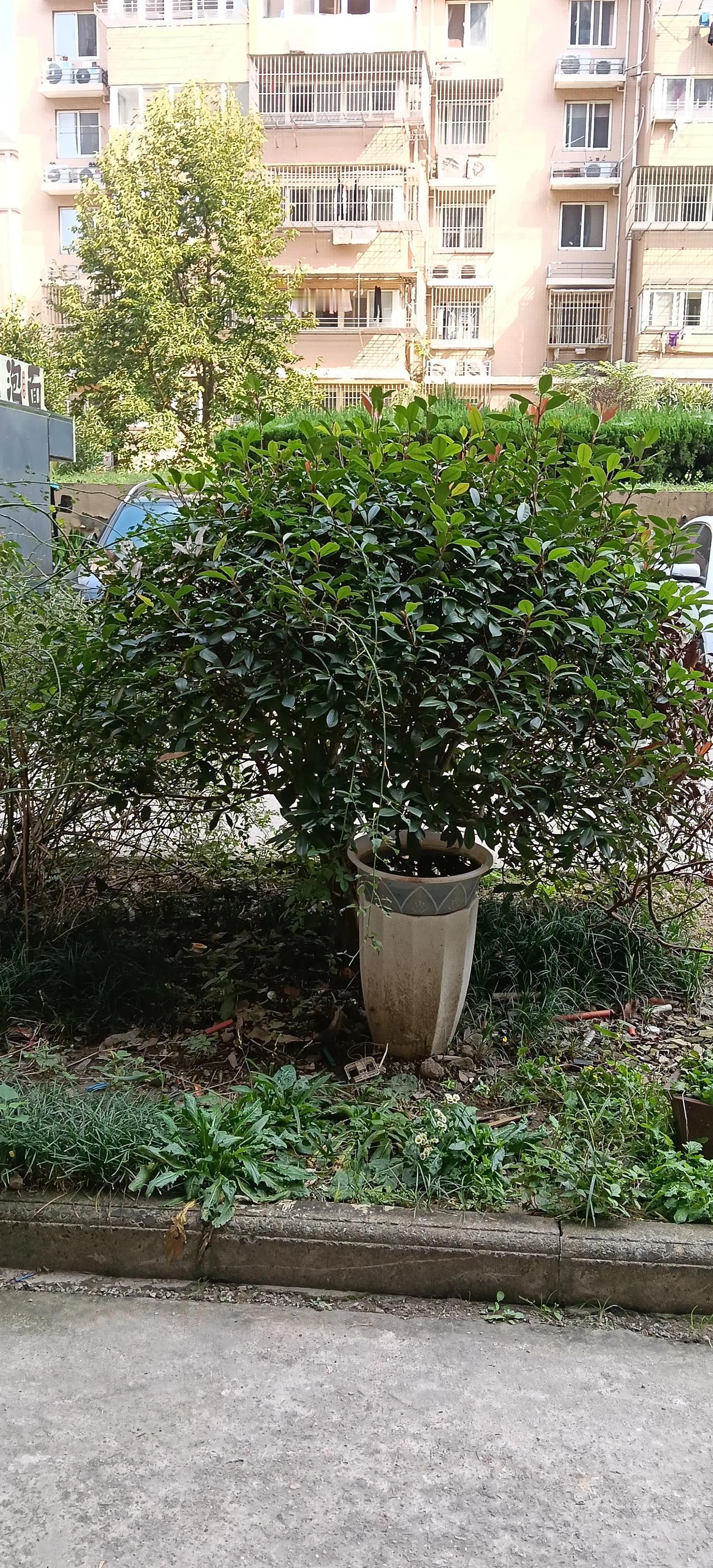 晒图笔记大赛
小区随手一拍，寻常的楼下小景致。
绿树繁茂，草木丛生，平淡的居民区