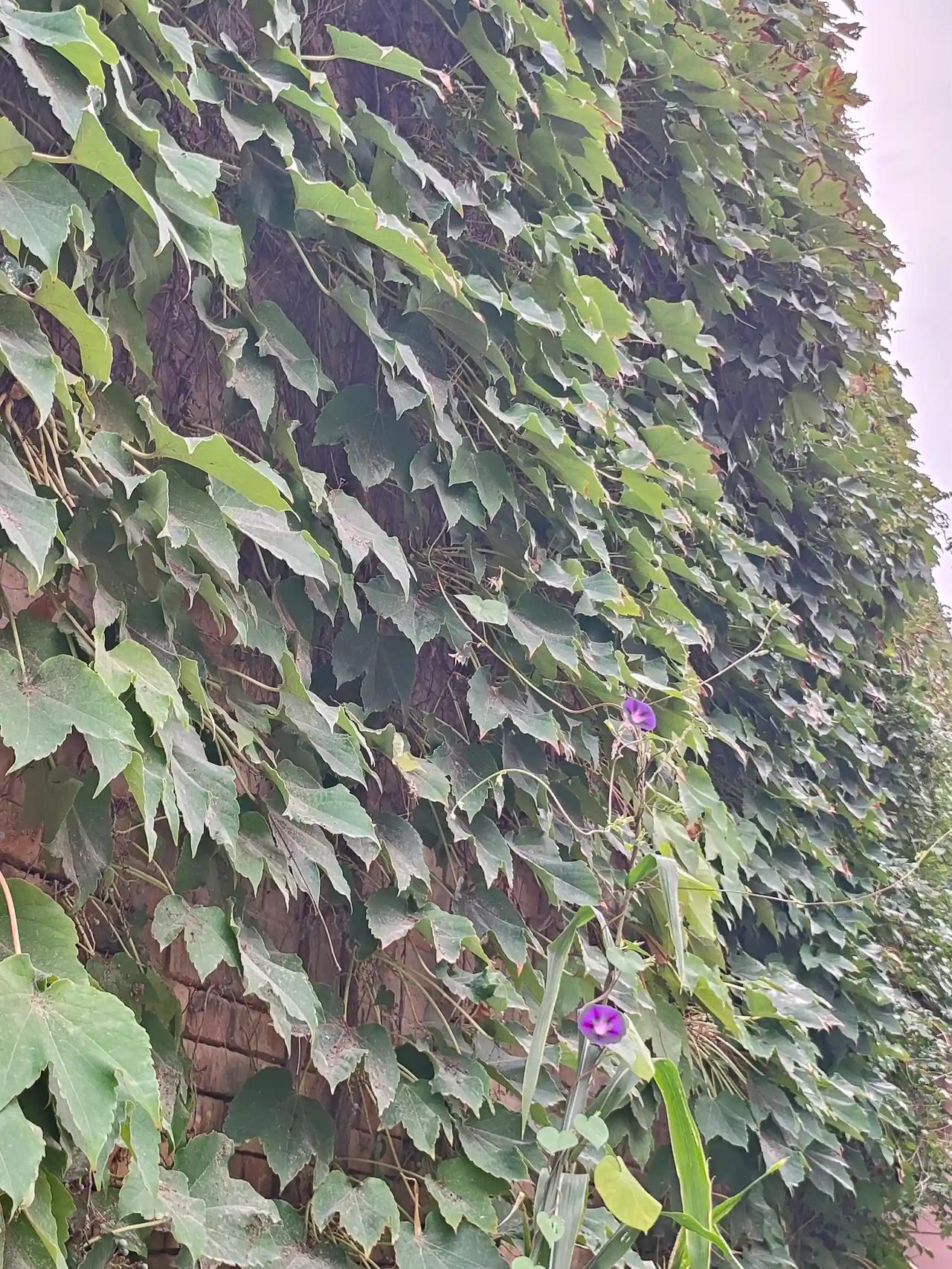 秋意渐凉，风里多了几分清冷。翻晒好冬被，织起暖乎乎的毛衣，一遍遍叮嘱家人添衣穿秋