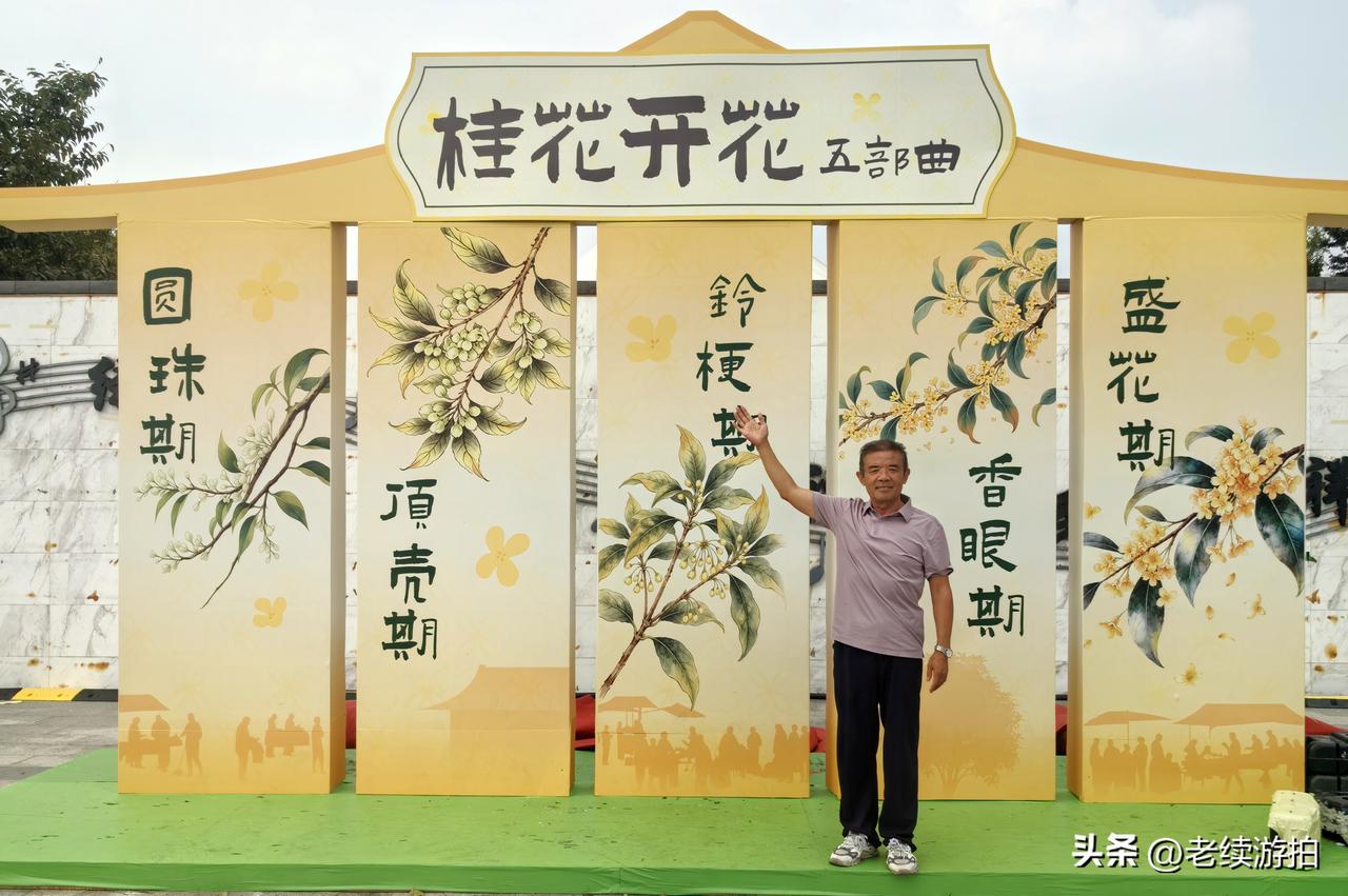 苏州桂花市集桂花⼭ 吴中桂花季 桂花山川苏州 申园桂花 太湖桂花 江苏桂花香