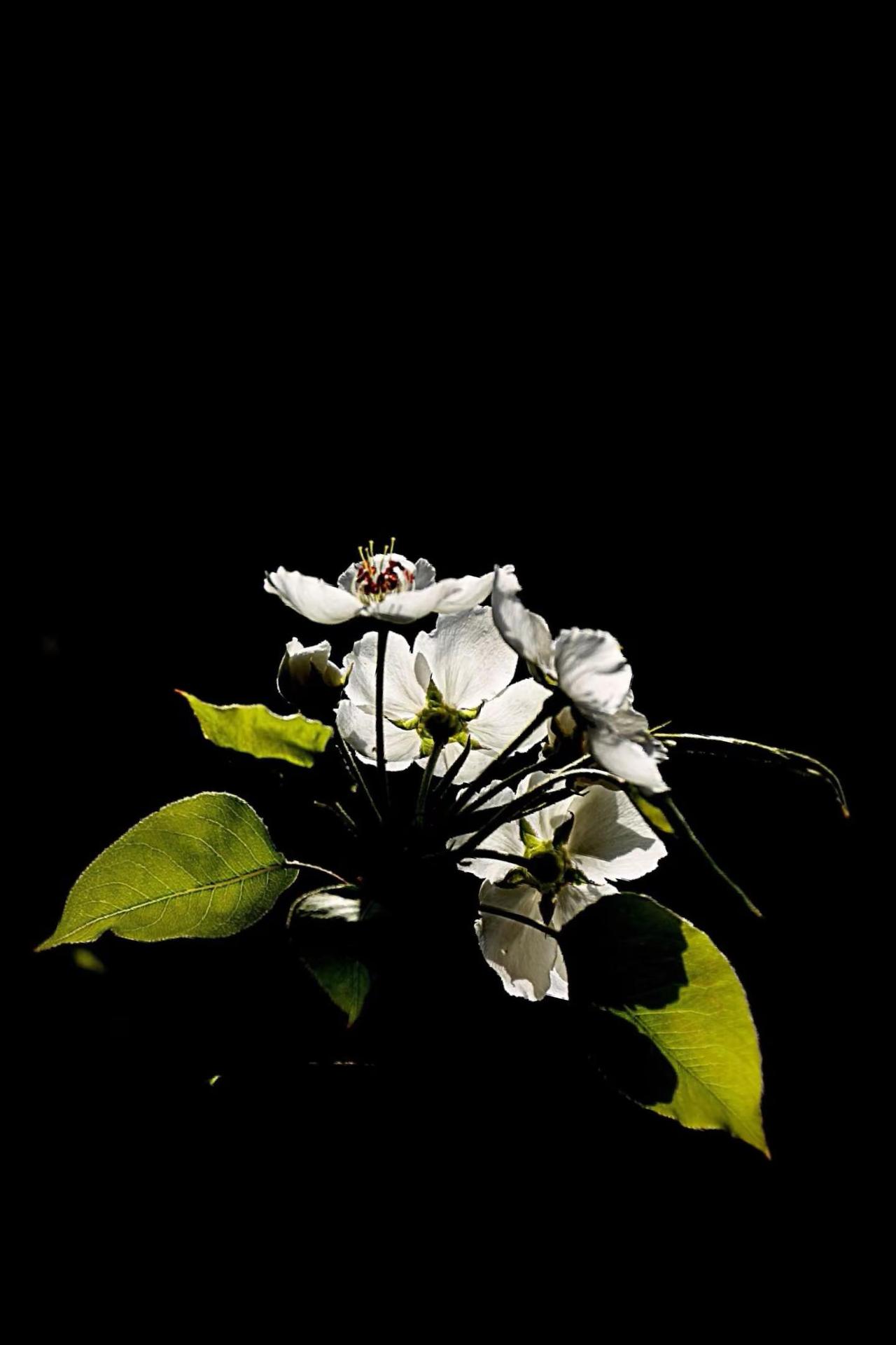 花与甜歌儿。