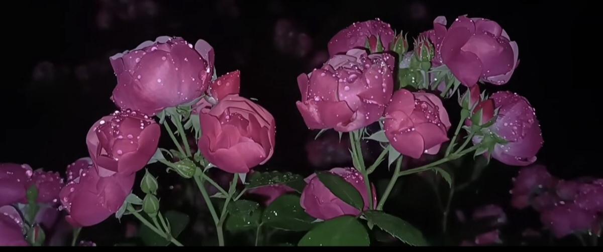 分享一张花开的照片安吉拉是一种月季花和蔷薇花杂交而来的观赏植物，属于蔷薇科木质藤