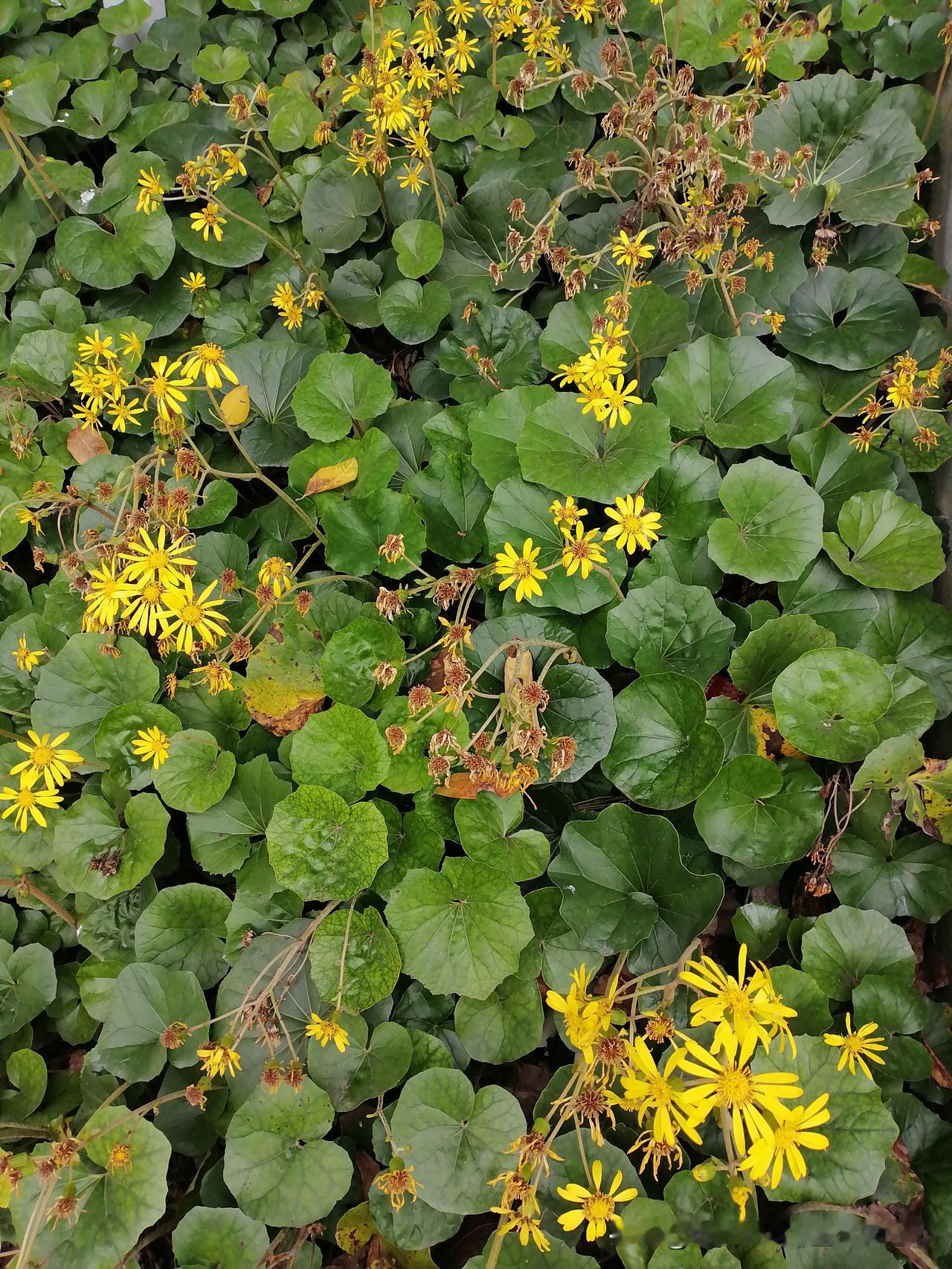 随手一拍分享最美的花