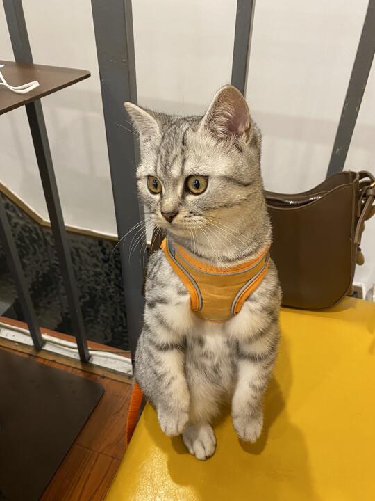 圆咕隆咚小猫