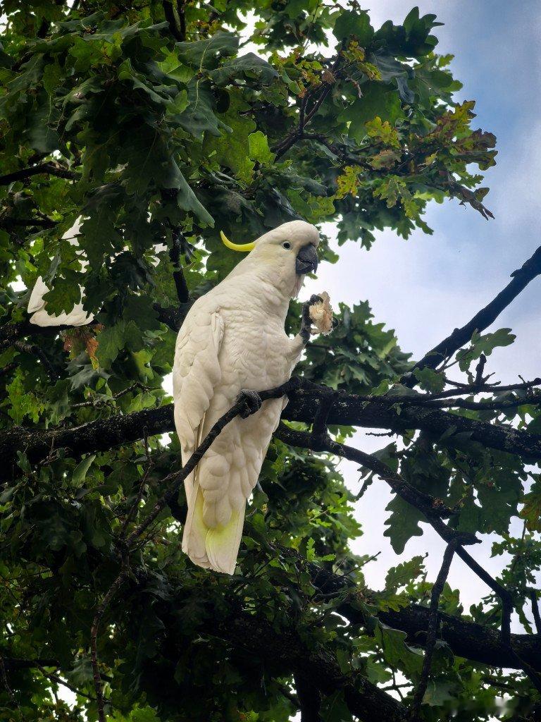 环境太好，路边不仅仅是鸽子，还有更多的鹦鹉 