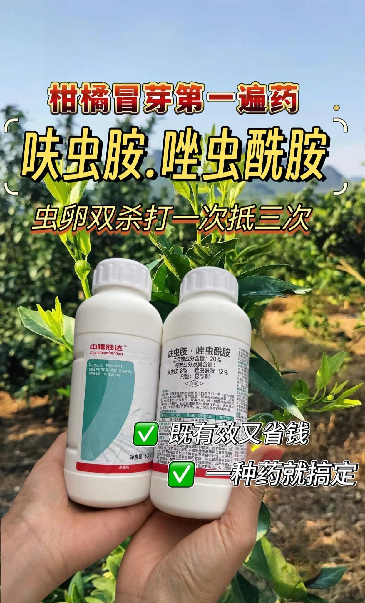 春季气温回升, 滋生大量潜叶蛾,蓟马,蚜虫啃食新梢, 打呋虫胺.唑虫酰胺, 柑橘