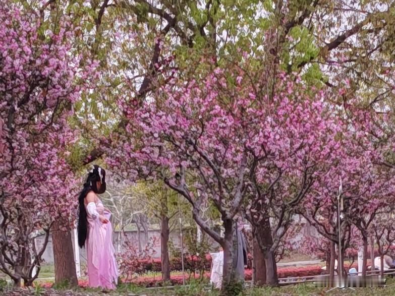 看看你拍的花有多美随手一拍