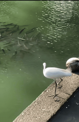 本以为是白鹭开饭现场，没想到遇上了硬核护崽的黑鱼妈妈！小白鹭盯着水里的幼崽蠢蠢欲