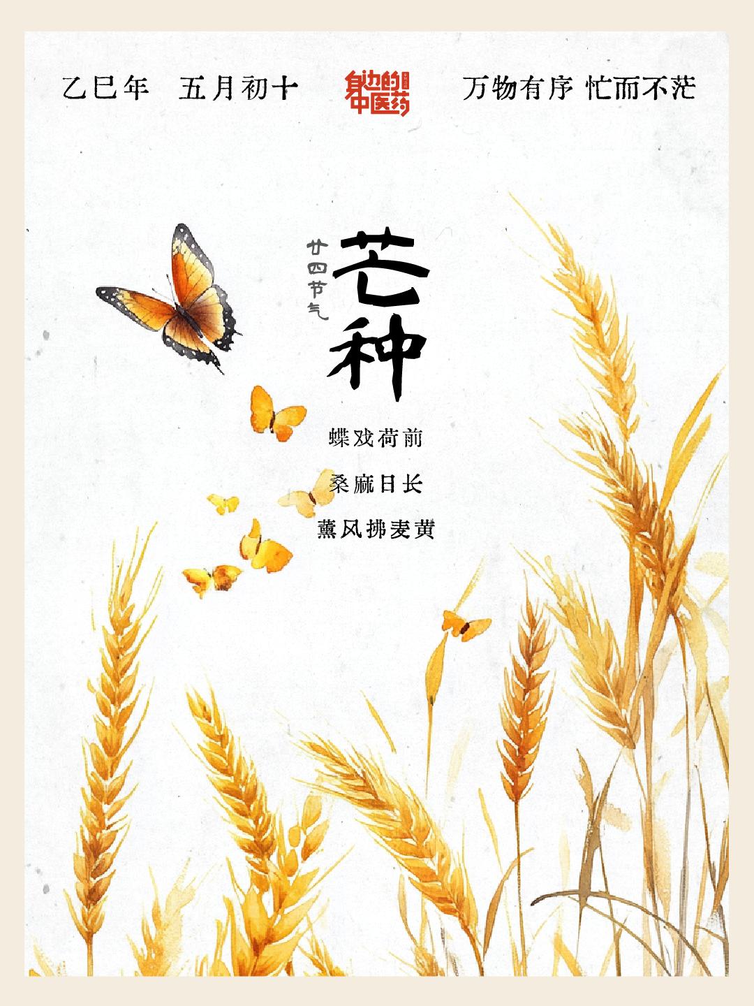 芒种・暑湿交融。俗言 “芒种食青梅，夏日无倦怠”，泡坛青梅酒，藏起酸甜...