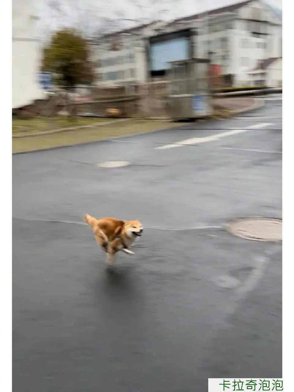 这是哮天犬！！？会飞的二哈！！！ ​​​