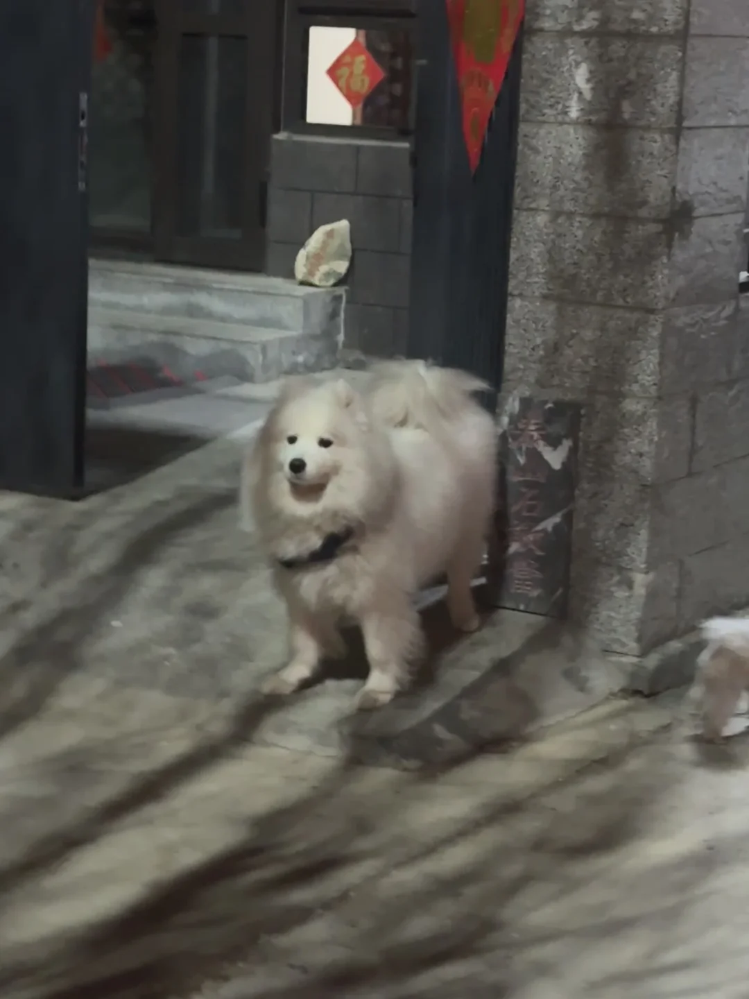 被鞭炮声吓成豆豆眼