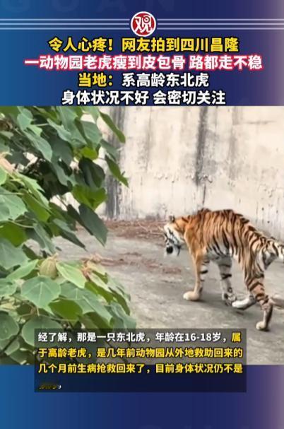 令人心疼！四川隆昌一动物园老虎瘦到皮包骨，路都走不稳。
 
5月2日，有网友在四