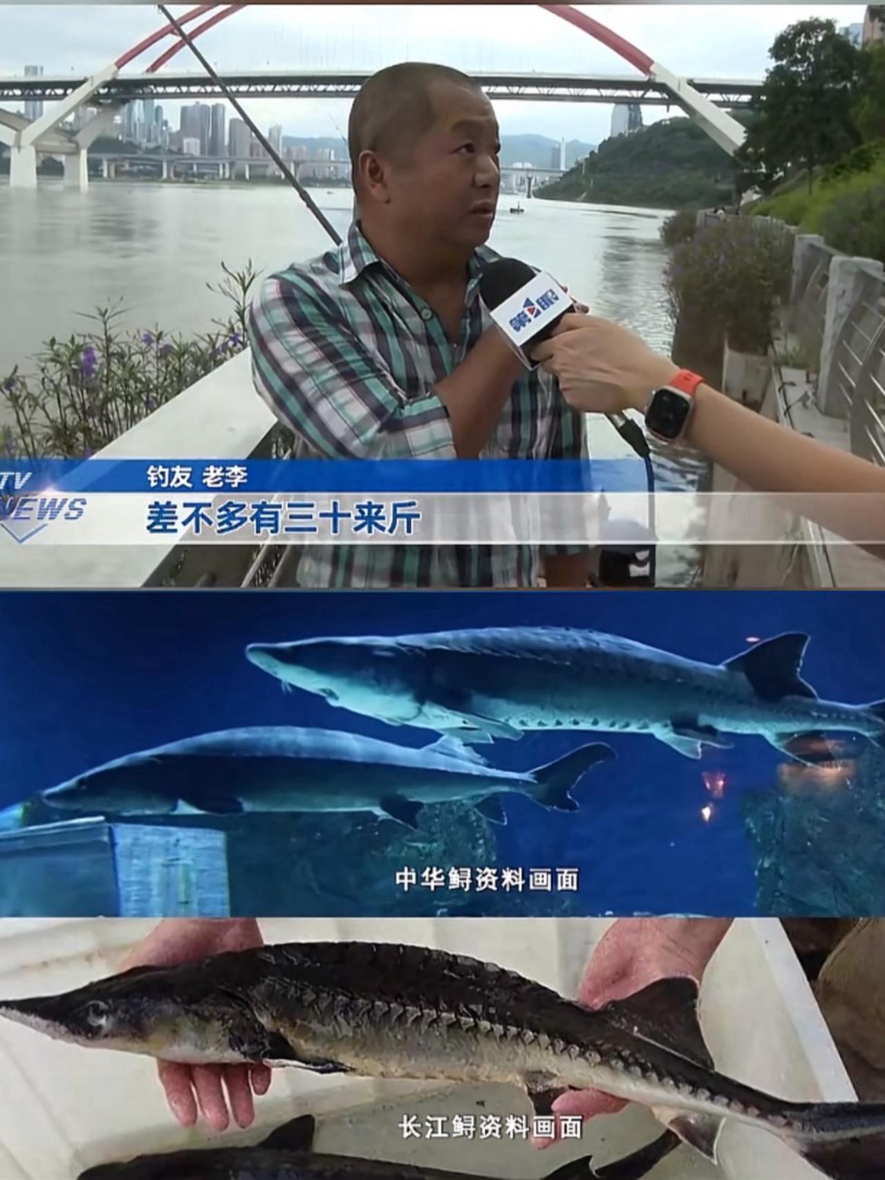 万万没想到！重庆，一位钓友在长江钓鱼时，意外钓到了一条不寻常的鱼，鱼的脑袋有手掌